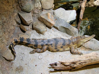 Crocodile farm - Wikipedia