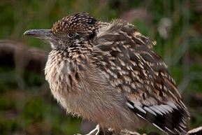 A roadrunner at the ABQ BioPark Zoo.