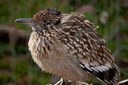 Roadrunner Roadrunner