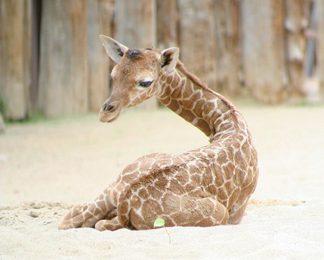 Giraffe Baby 001