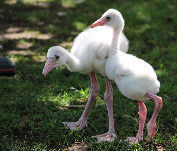 Flamingo chicks