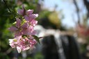 Japanese Garden Blooms