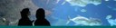 AQ docent banner