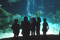 Aquarium-9.jpg