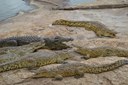 Crocs Crocs