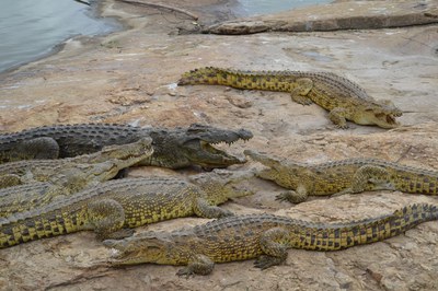 caption:Crocs in Zoo d'Abidjan. Photo by Matt Eschenbrenner.