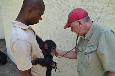 caption:Dr. Zimmerman examines a chimp