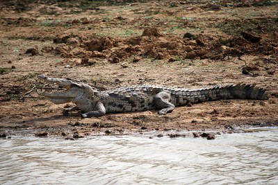 caption:Crocodylus suchus by CIFOR/Flickr