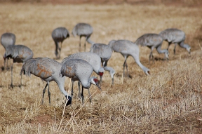 Sandhill Cranes at the ABQ BioPark Botanic Garden.