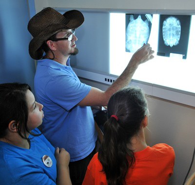 Investigating Wild Careers-Veterinarian x-ray