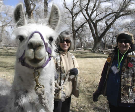 Two volunteers stand next to a llama who's staring at the audience.