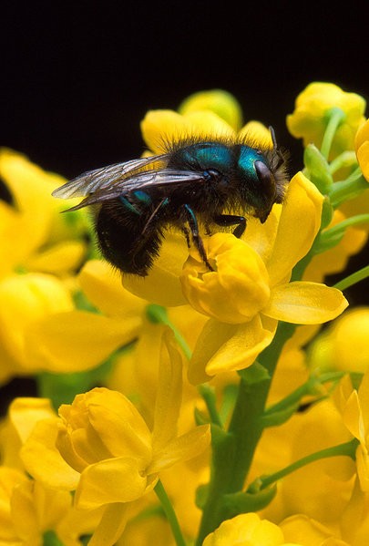 Mason Bee