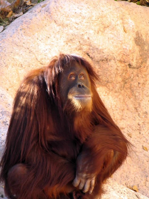 Orangutan.JPG