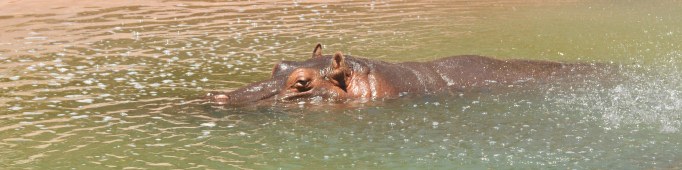 Hippo Banner