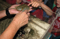 Touchpool volunteers teach visitors about marine invertebrates.