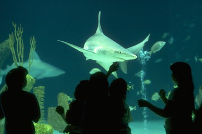 Silouettes of children standing in front of a shark tank with a shark looking back at them. 