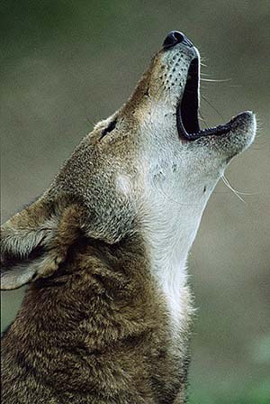 A wolf howls. Photo by US Fish and Wildlife Service: http://www.fws.gov/refuges/news/NatureShinesNight.html