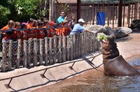 caption:A Camp BioPark class joins a keeper for hippo feeding time.