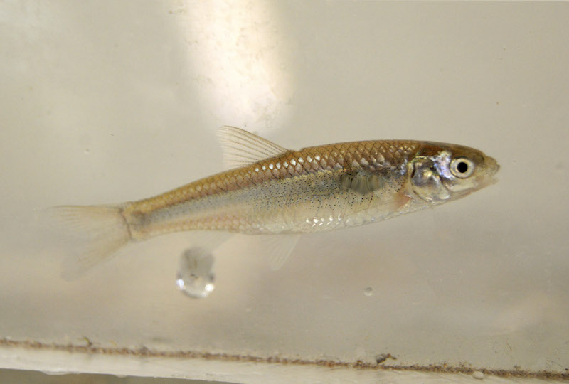 Silvery Minnow Closeup