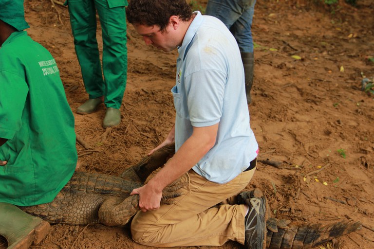 Adam Clark helping with crocodile exams at Zoo National d'Abidjan in 2017.