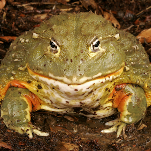 African Bullfrog Headshot Animal Yearbook