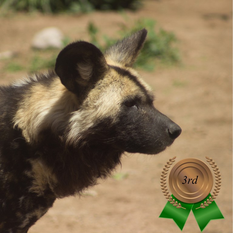 Zoo's Fastest Animal African painted dog