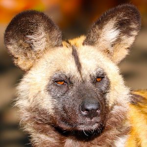 African Painted Dog Headshot 