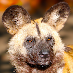 African Painted Dog Headshot Animal Yearbook