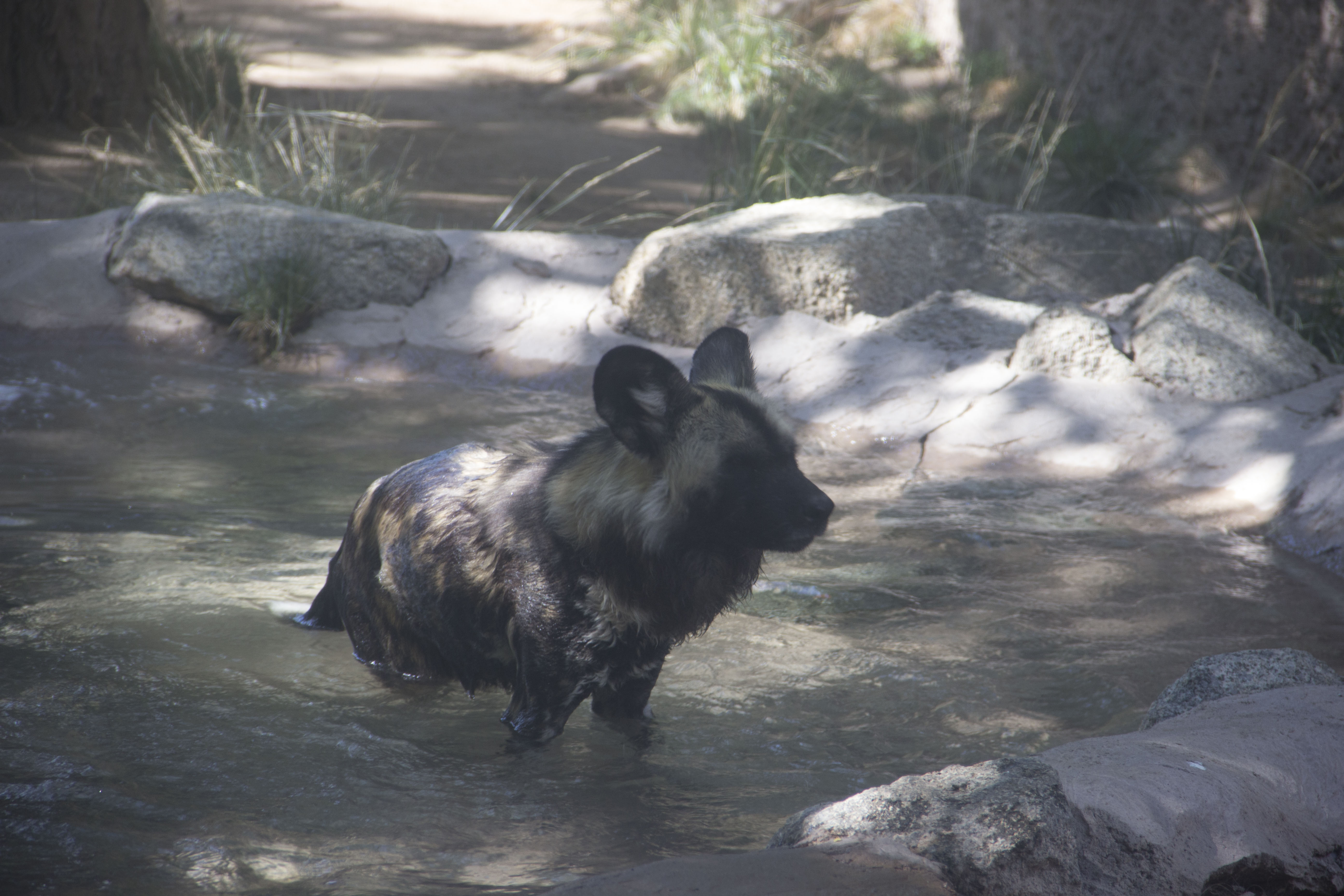 African painted dog swimming