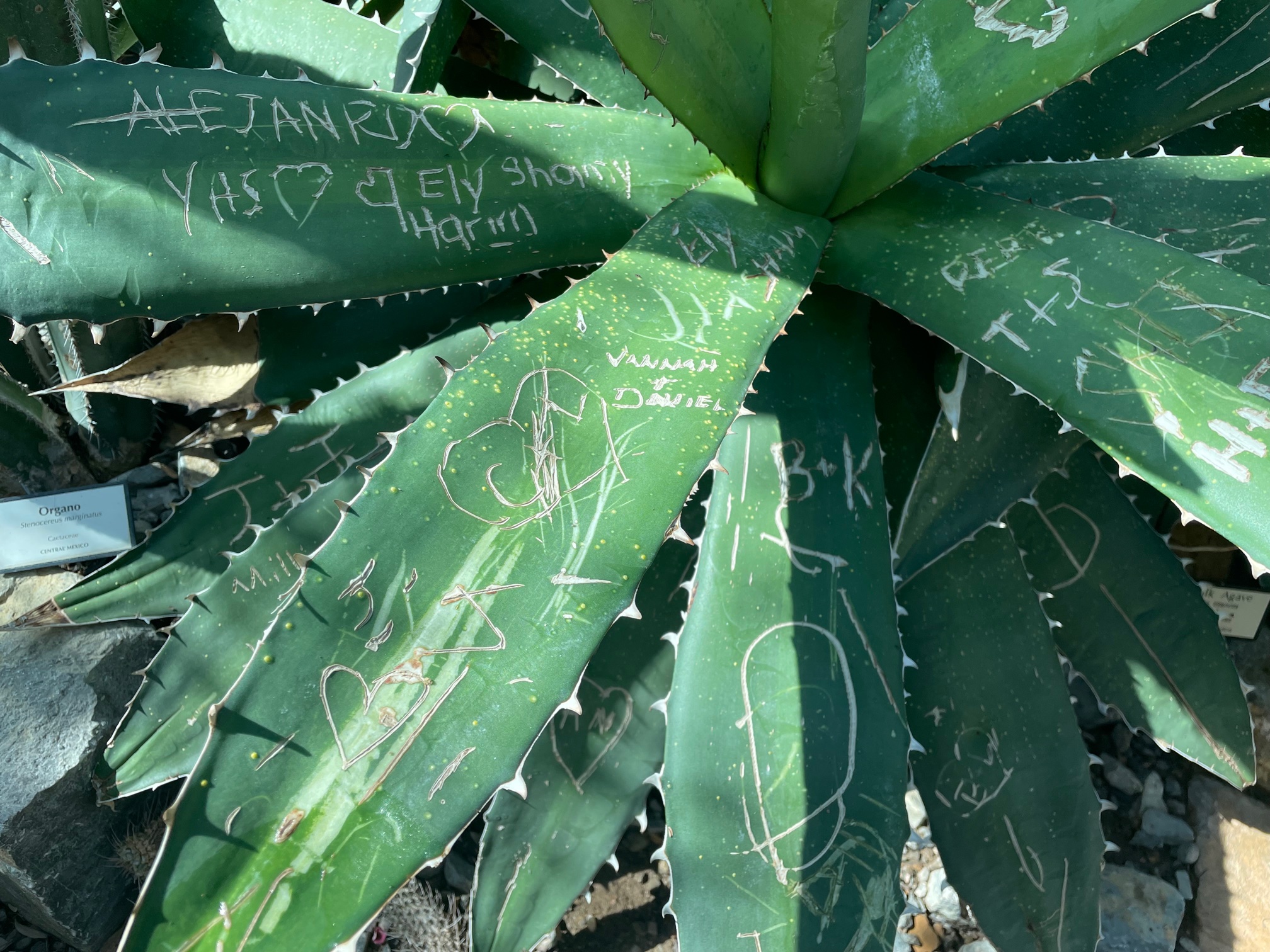 Agave Titanota Vandalism