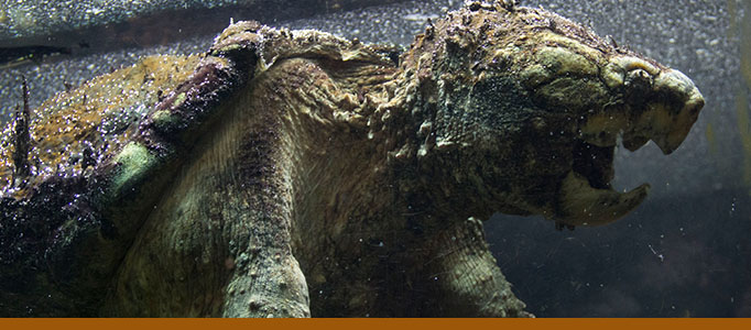 Alligator snapping turtle banner