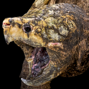 Alligator Snapping Turtle Headshot 