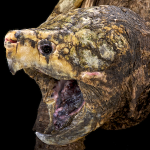 Alligator Snapping Turtle Headshot Animal Yearbook