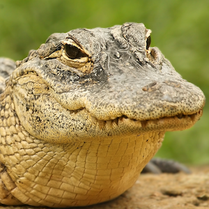 American Alligator Headshot 