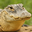 American Alligator Headshot Animal Yearbook