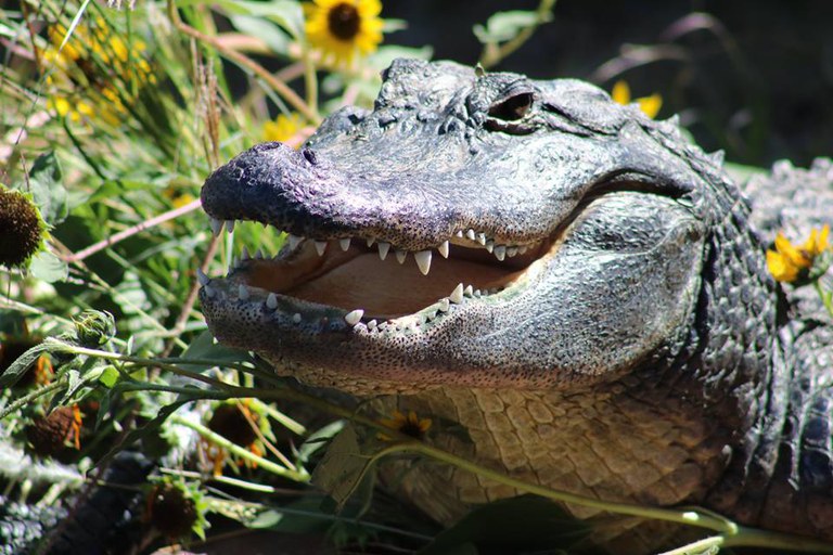 Gator swamp female Sept. 2016