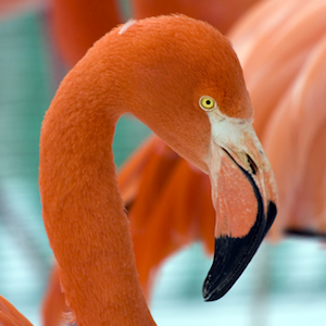 American Flamingo Headshot