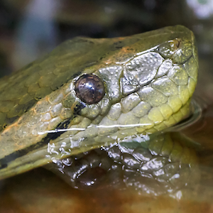 Anaconda Headshot 