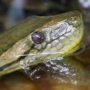Anaconda Headshot Animal Yearbook