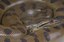 Green Anaconda, Dreamstime