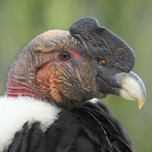 Headshot of Andean Condor