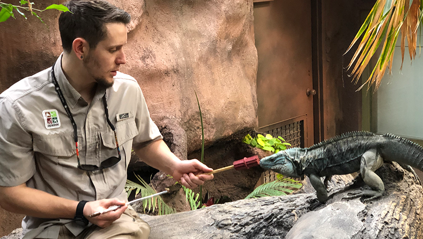 Keeper training with an iguana at the BioPark.