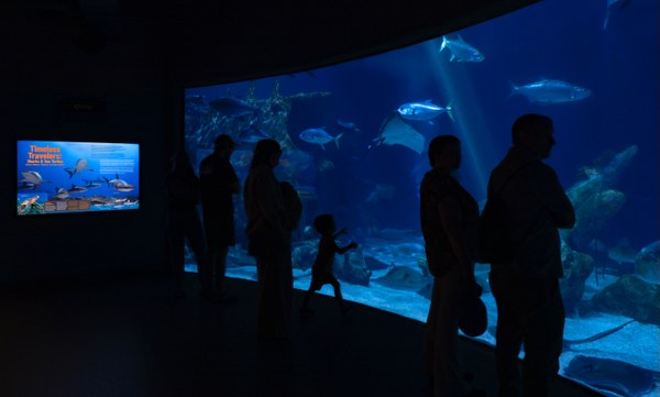 Guests silhouetted by the bright blue open ocean habitat at the Aquarium look at the fish swimming by.