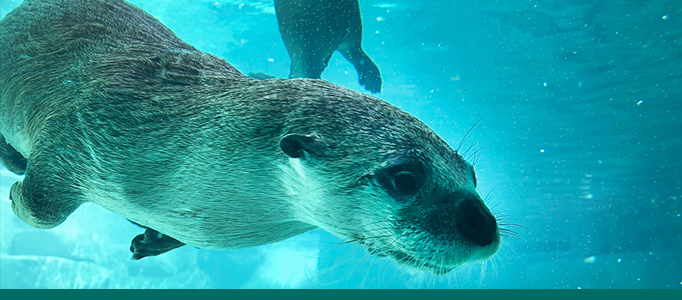 river-otter-aquarium-biopark