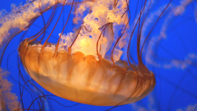 A jellyfish at the ABQ BioPark Aquarium