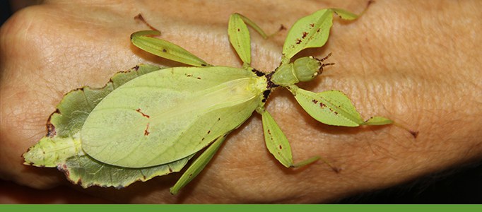 Arthropod encounters banner