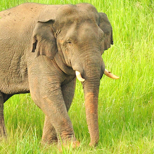 Asian Elephant Headshot 