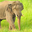 Asian Elephant Headshot Animal Yearbook