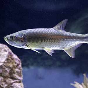 Headshot of Tarpon