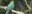 Australian King Parrot